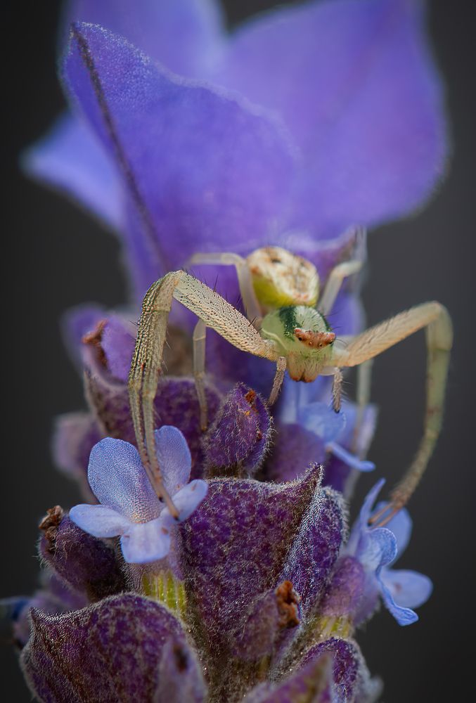 Photograph by Richard Castro