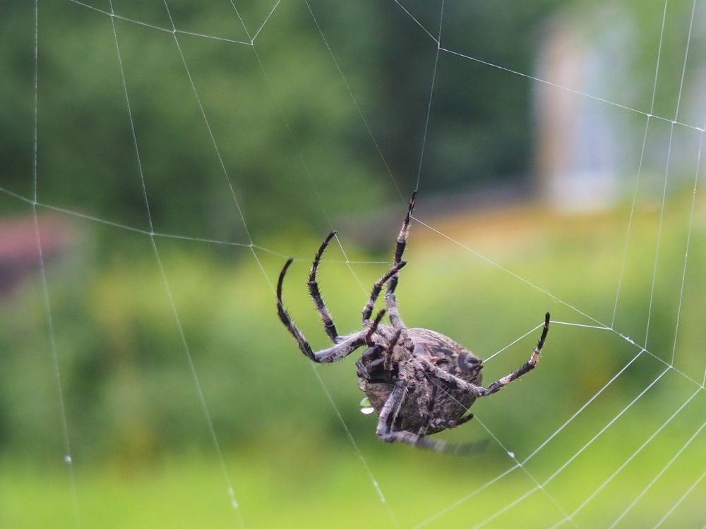 Photograph by Панкова Ольга Петровна