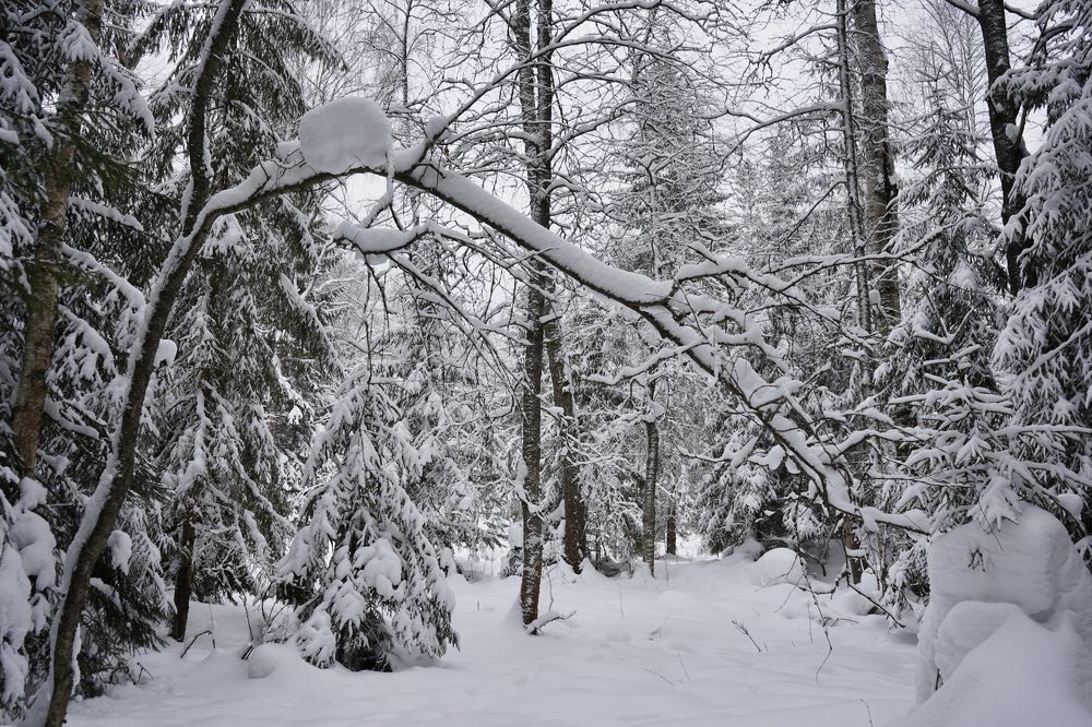 Photograph by Юлия Отставнова