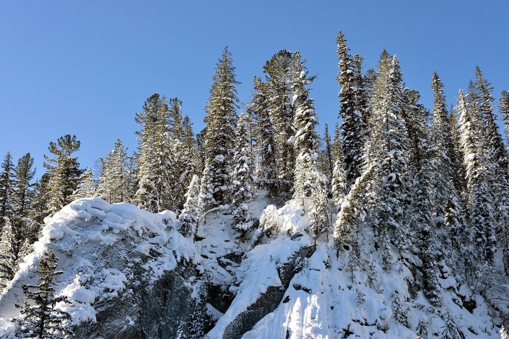 Сибирская тайга