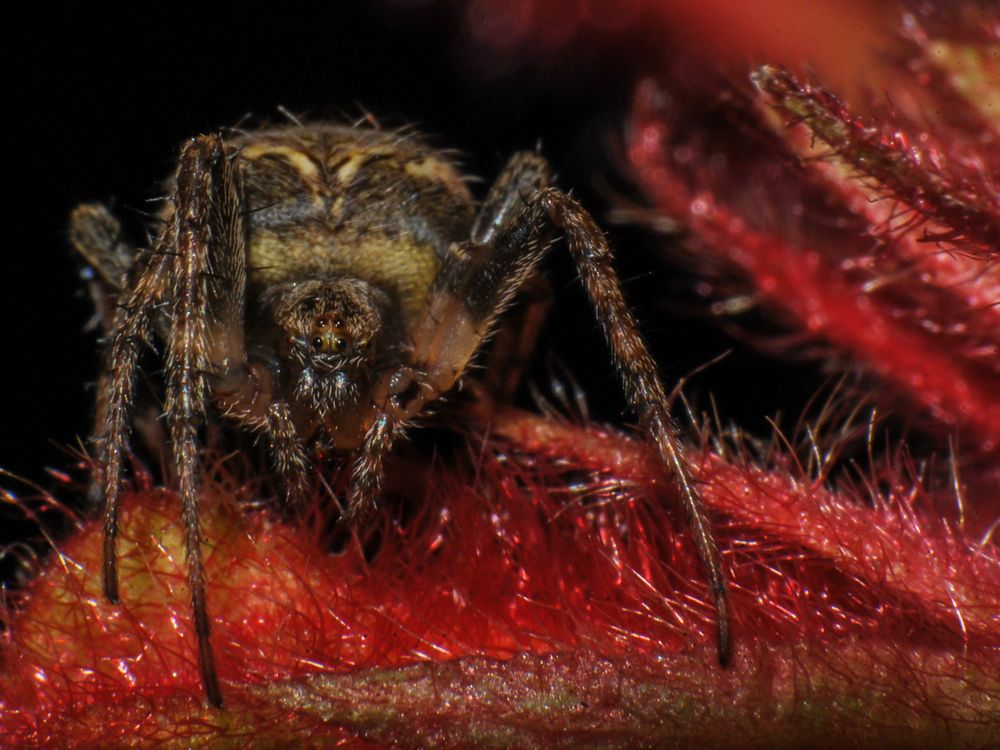 Spider on the Red Plant