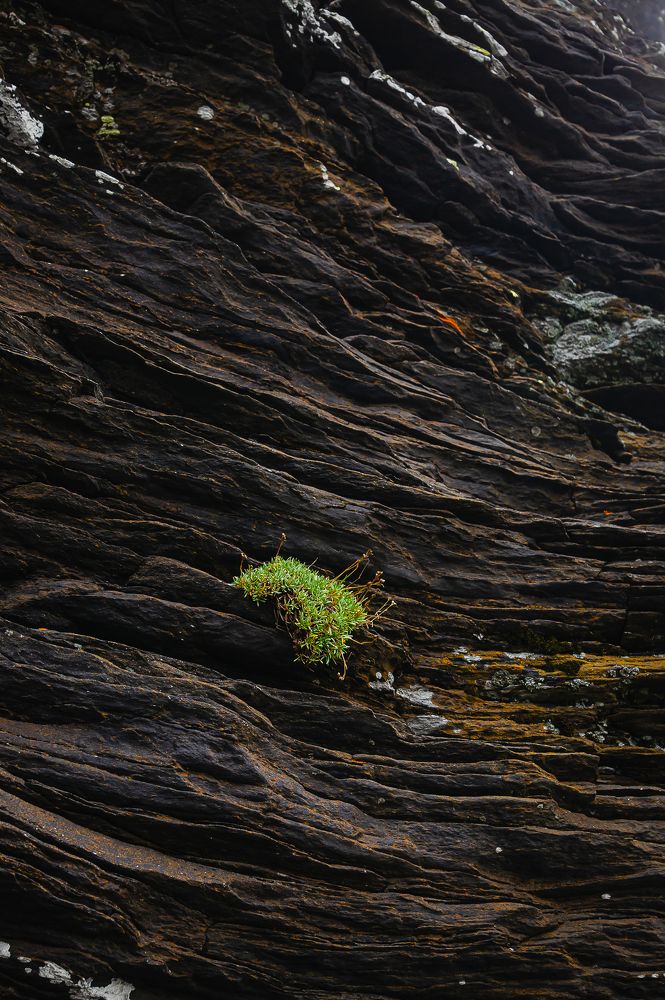 Жажда жизни