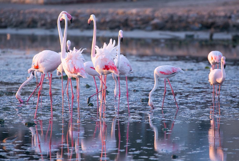 Фотография автора Rajesh