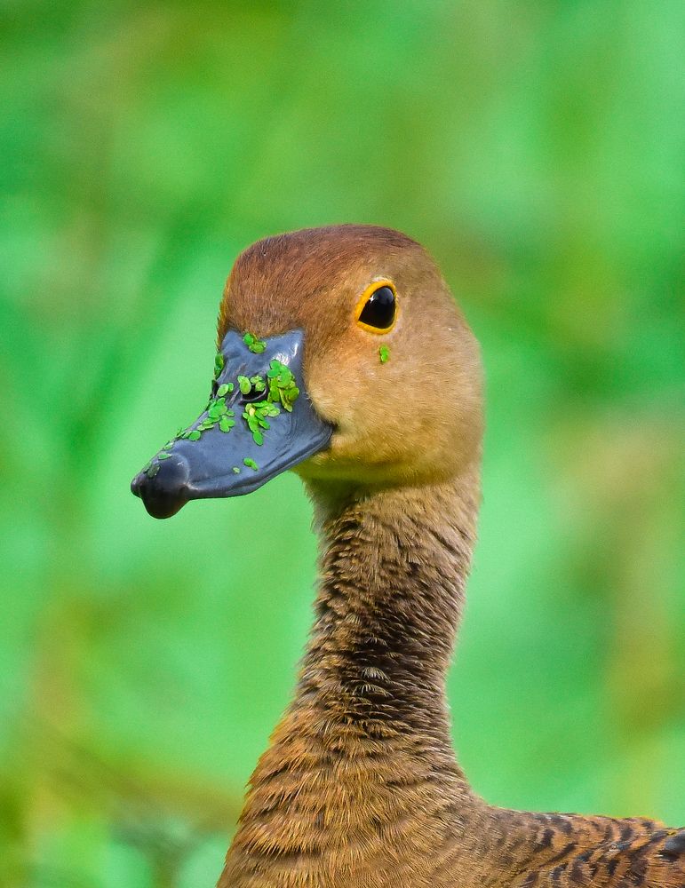 Lesser whistling duck.
