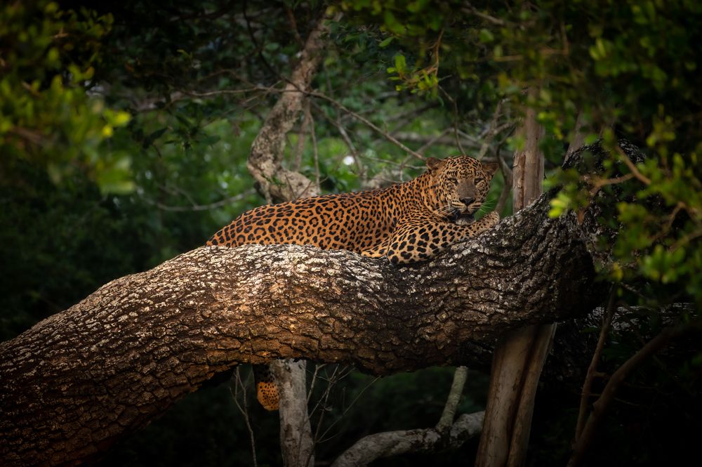 Фотография автора Thivanka Ilanperuma