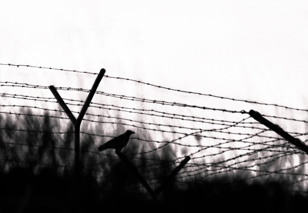 Фотография автора Abbas Ahmadi