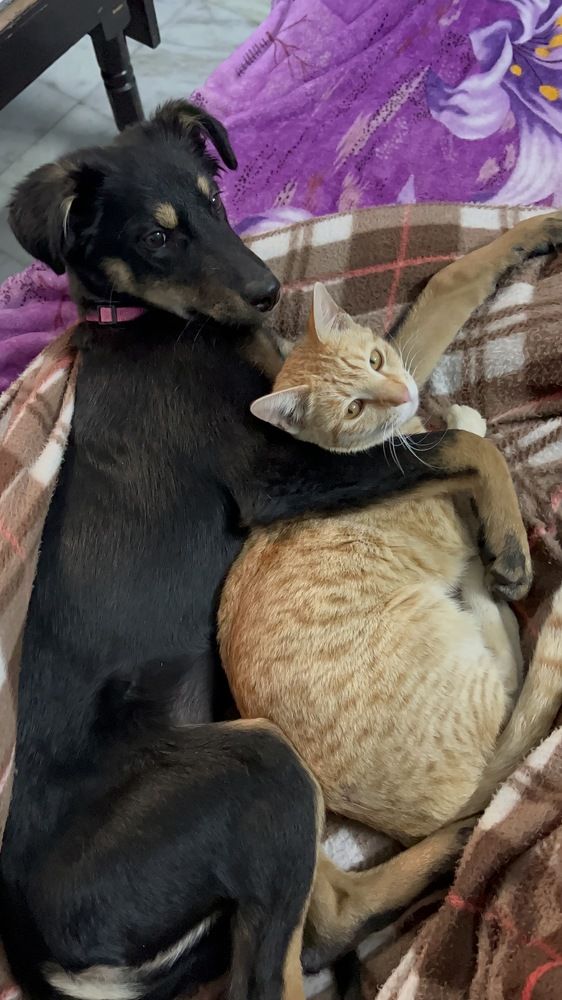 Photograph by Sharma Dr Megha