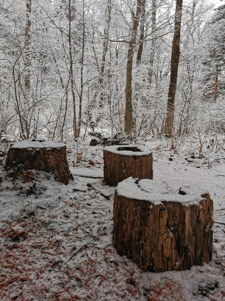 Снег в лесу