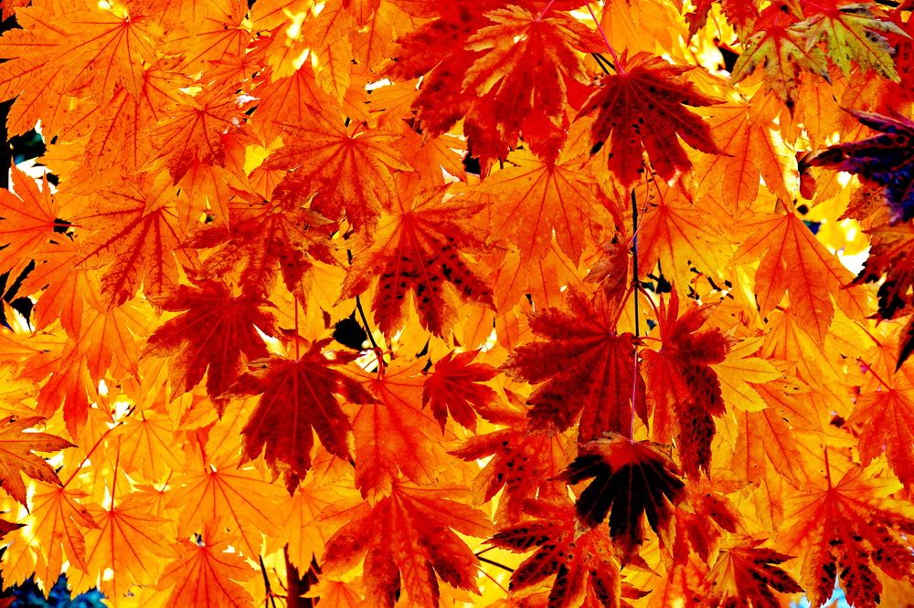 Фотография автора Алексей Голоушкин