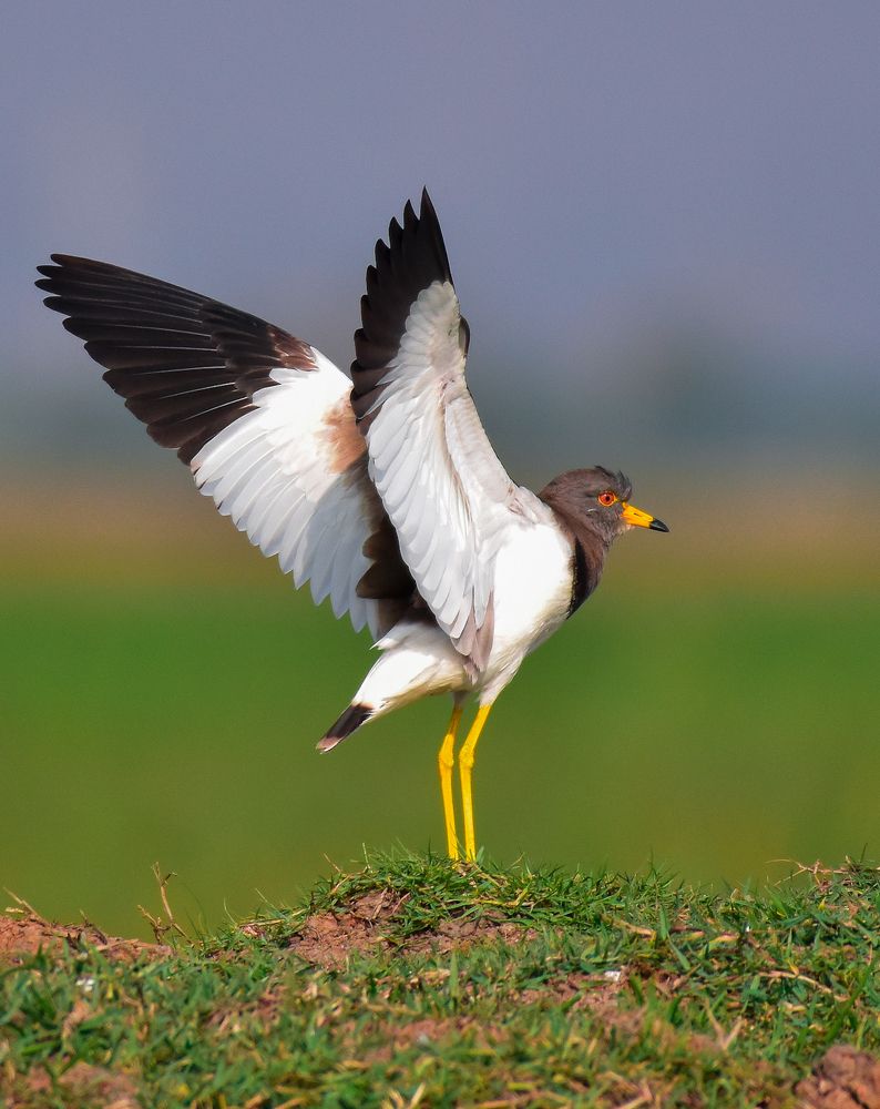 Grey-headed lapwing