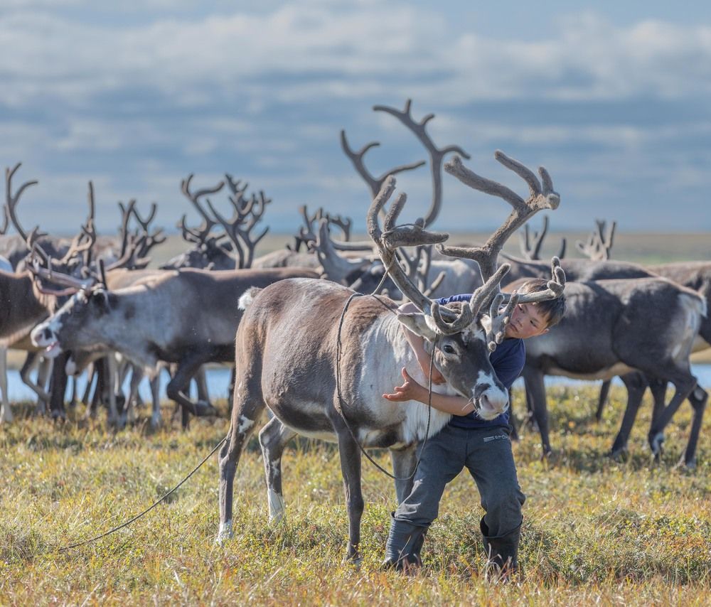 Маленький оленевод