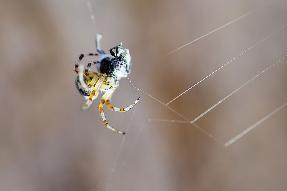 Фотография автора Ирина Белотурова
