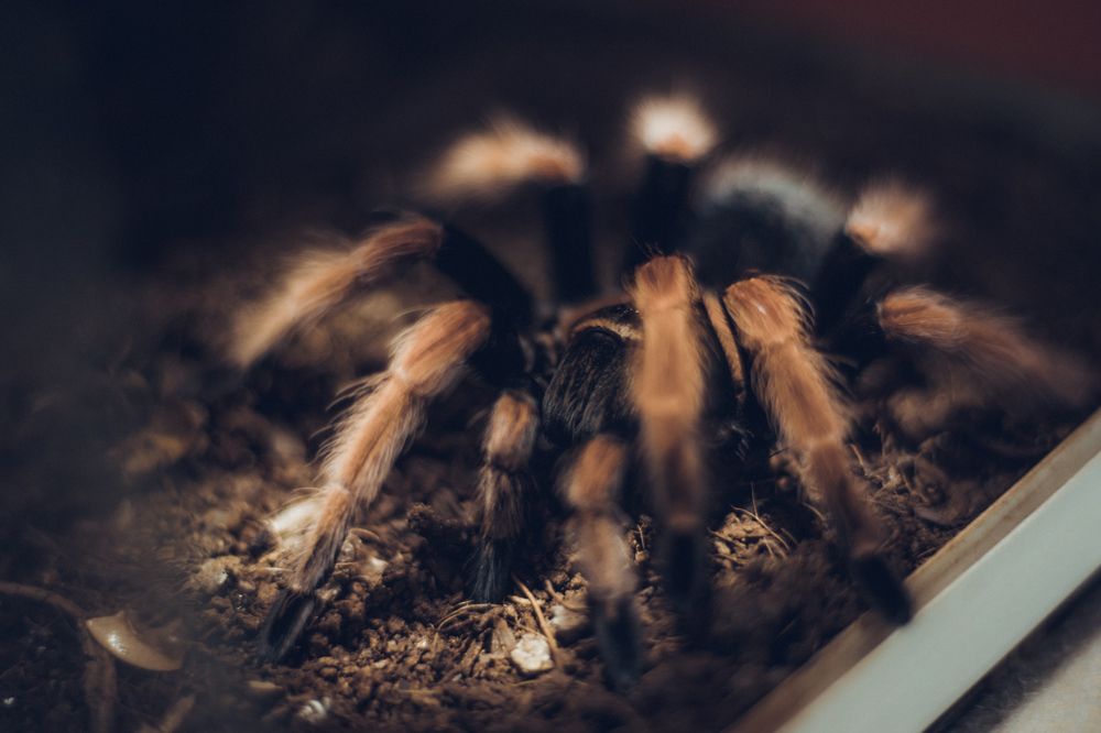 Photograph by Iryna Rybka