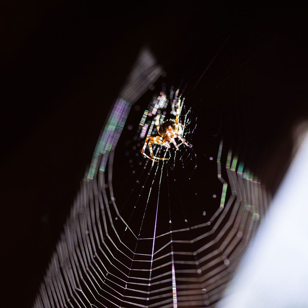 Фотография автора Ирина Белотурова