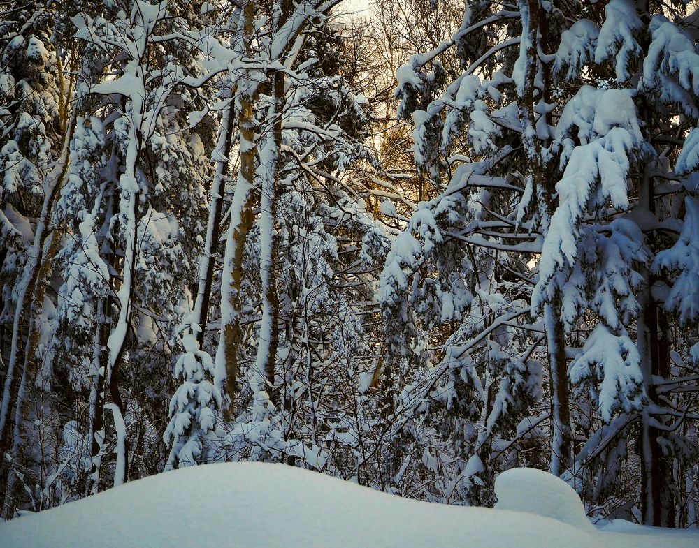 Фотография автора Olena Vorotyntseva