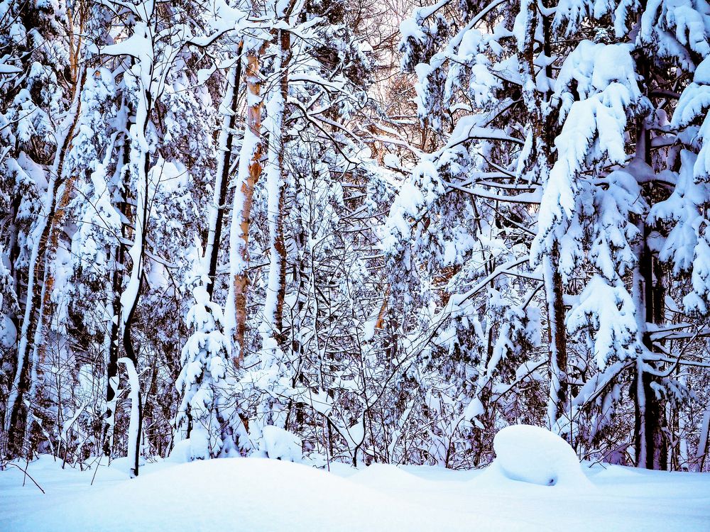 Фотография автора Olena Vorotyntseva