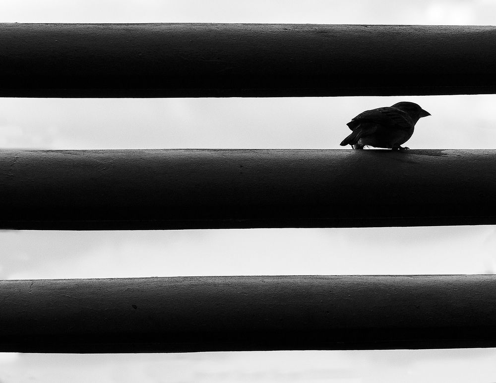 Фотография автора Carrazana Ernesto