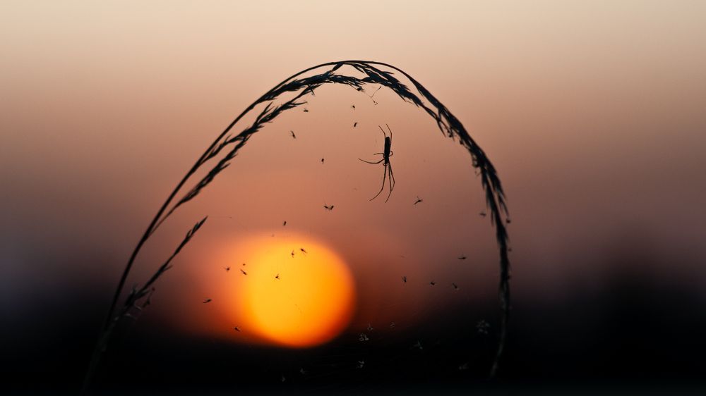 Photograph by Кобзарь Александр