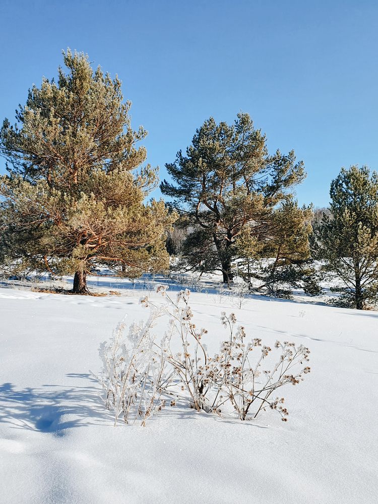 Photograph by Дьяченко Нина