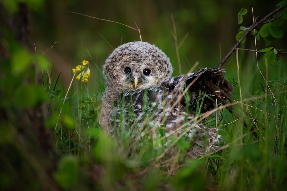 Photograph by Радик Гатауллин