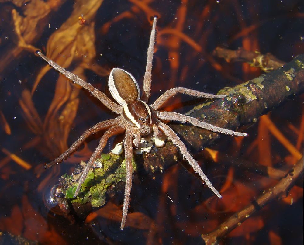 Море по щиколотку