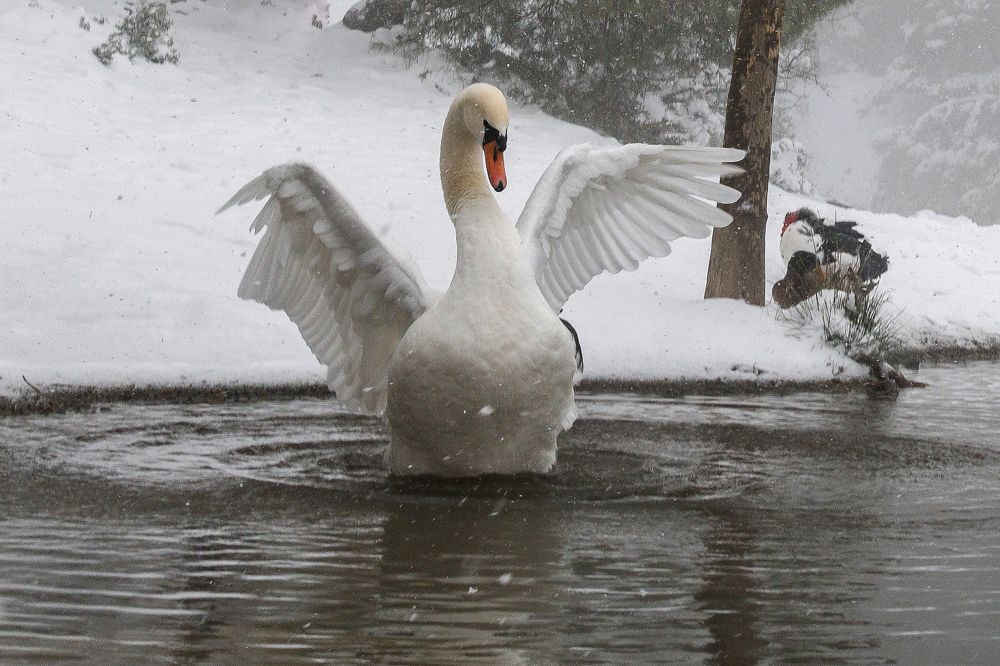 White snow swan.