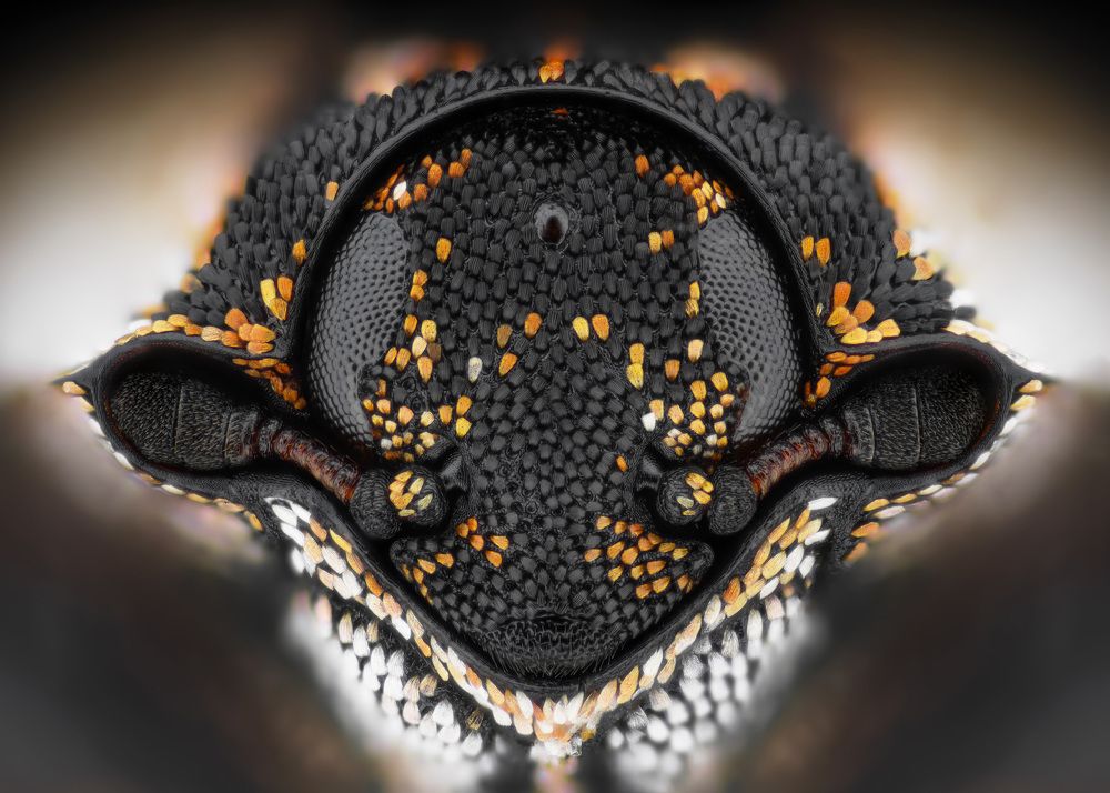 Anthrenus scrophulariae