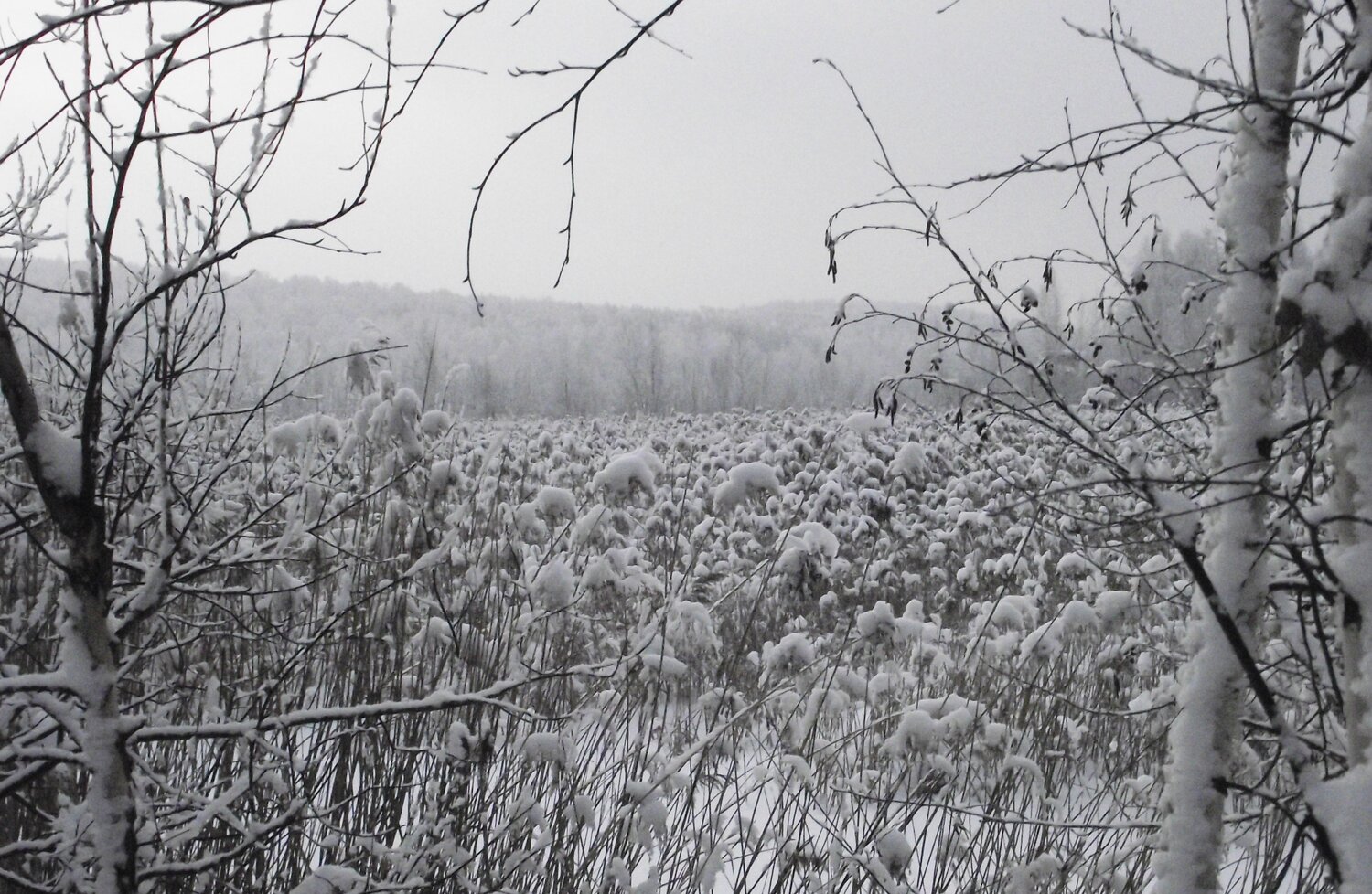 Photo #7192182