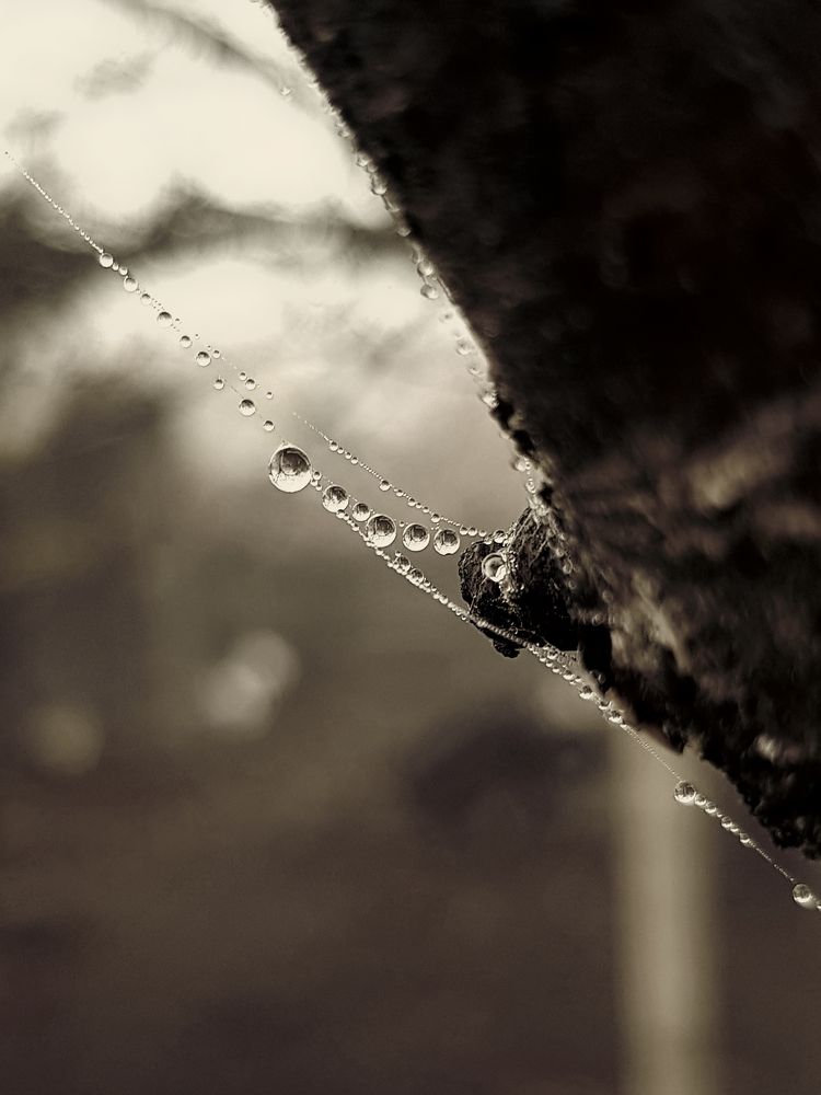 Photograph by Григорий