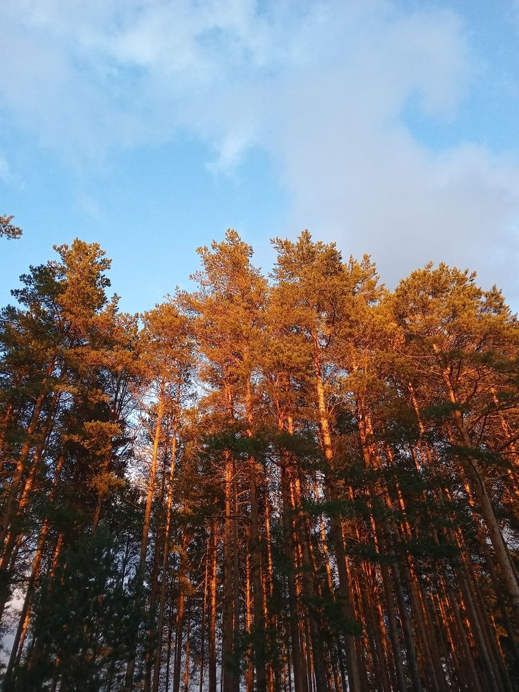 Photograph by Арина Сурсякова