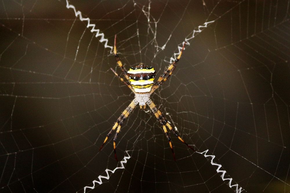ID: Signature Spider