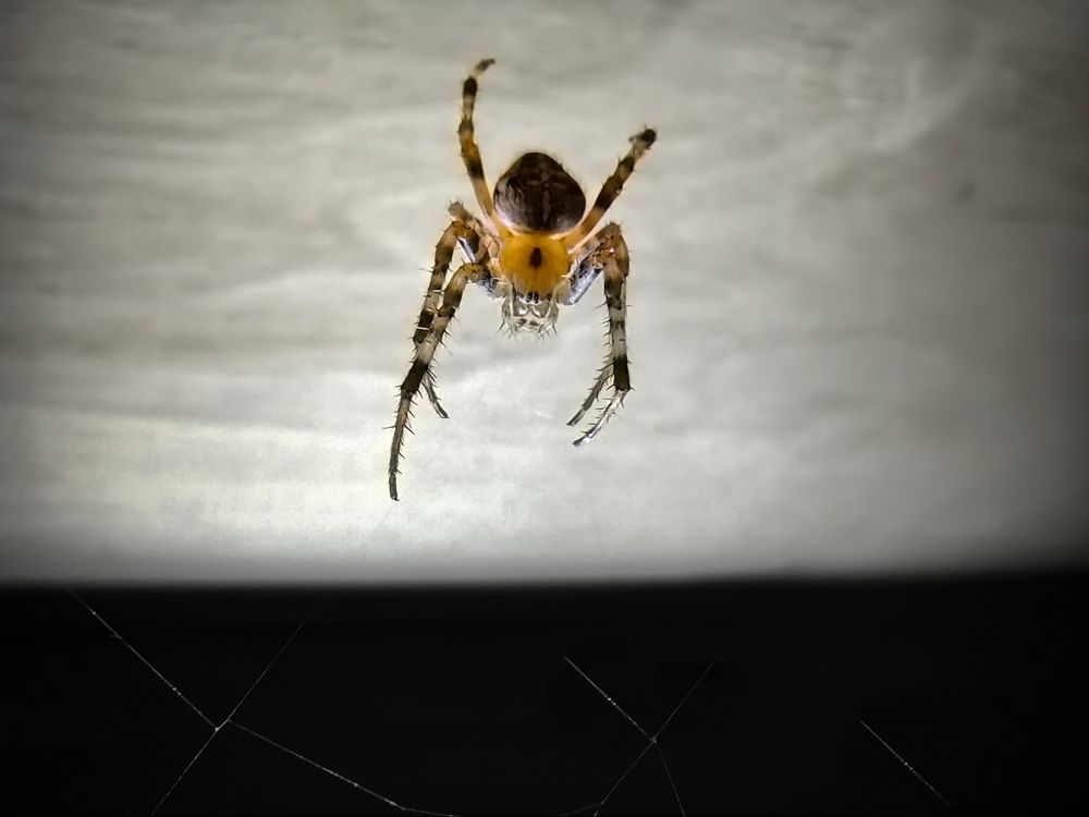 Фотография автора Анатолий Дауров