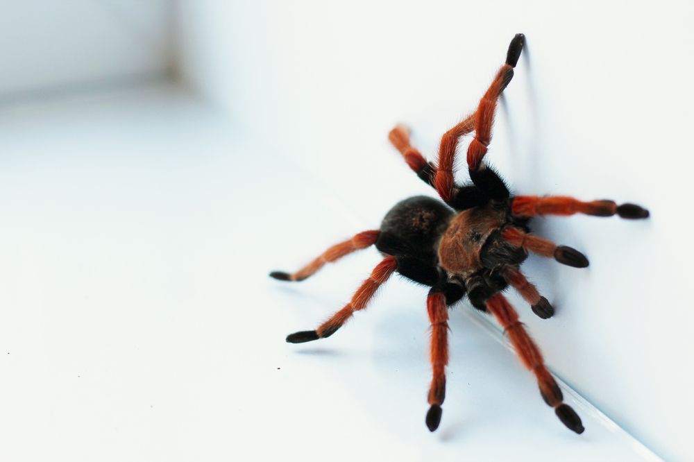 Photograph by Ружана Вячорка