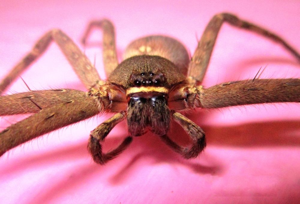 ID: Giant Huntsman Spider