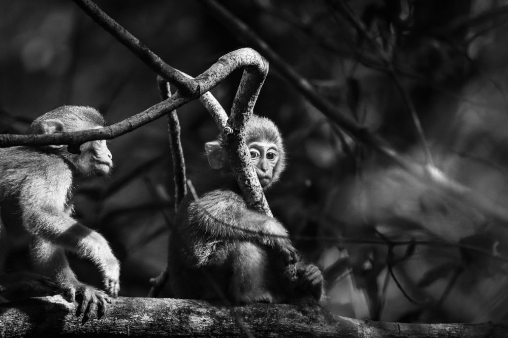 Photograph by Modesto James