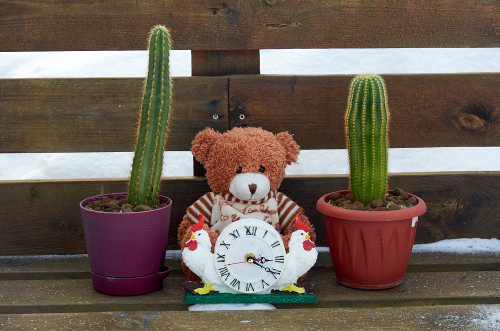 Мишка с кактусами.