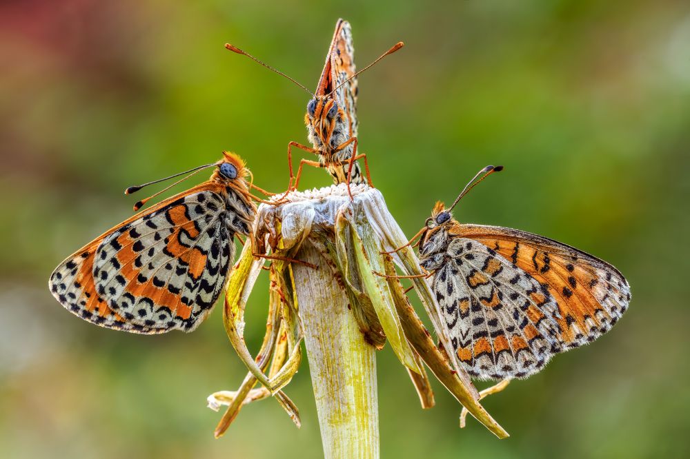 Photograph by Sara Jazbar