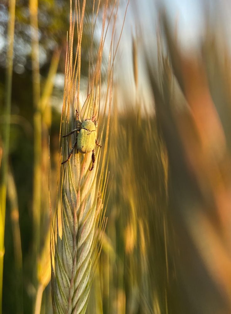 Photograph by Ружана Вячорка