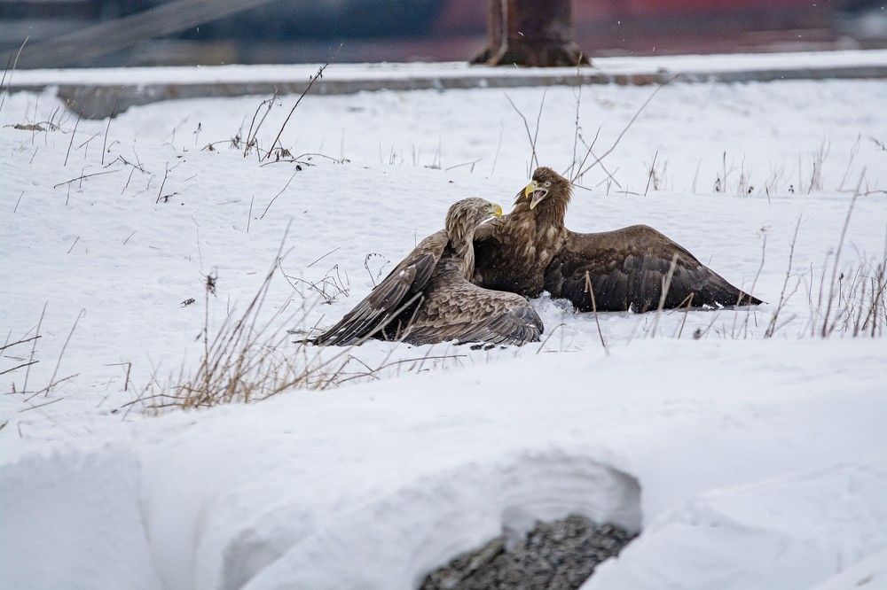 Драка белохвостых орланов. г. Владивосток, Приморский край