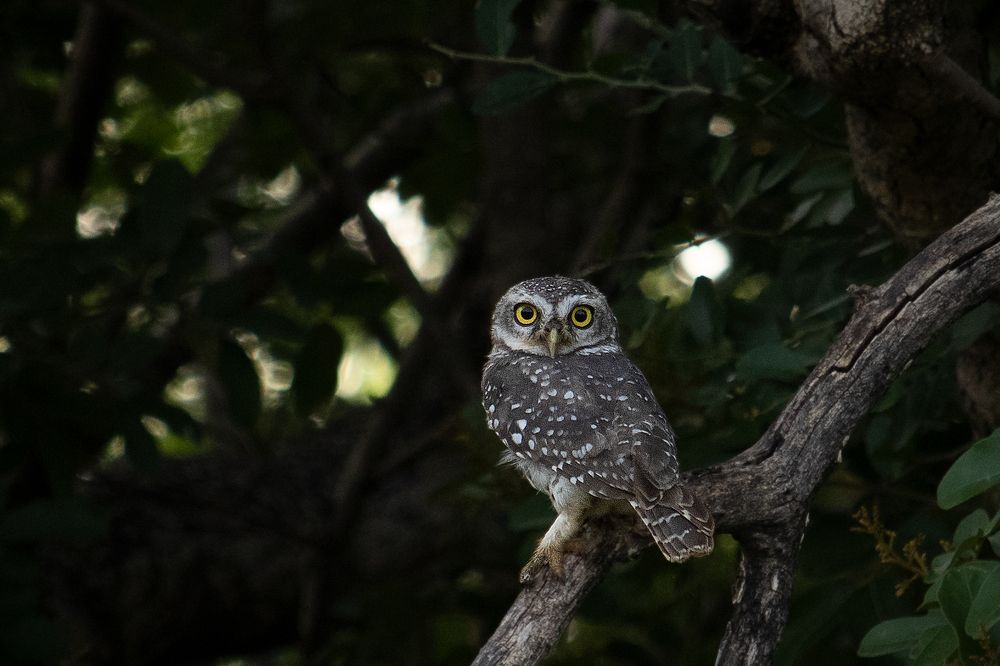 Spotted Owlet