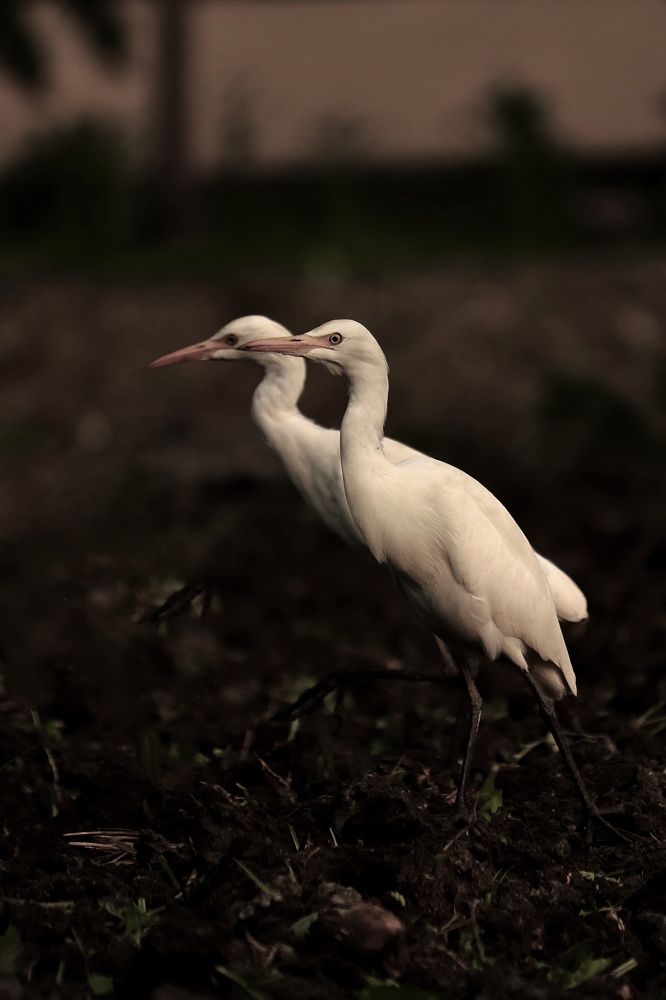 Photograph by Gowtham R