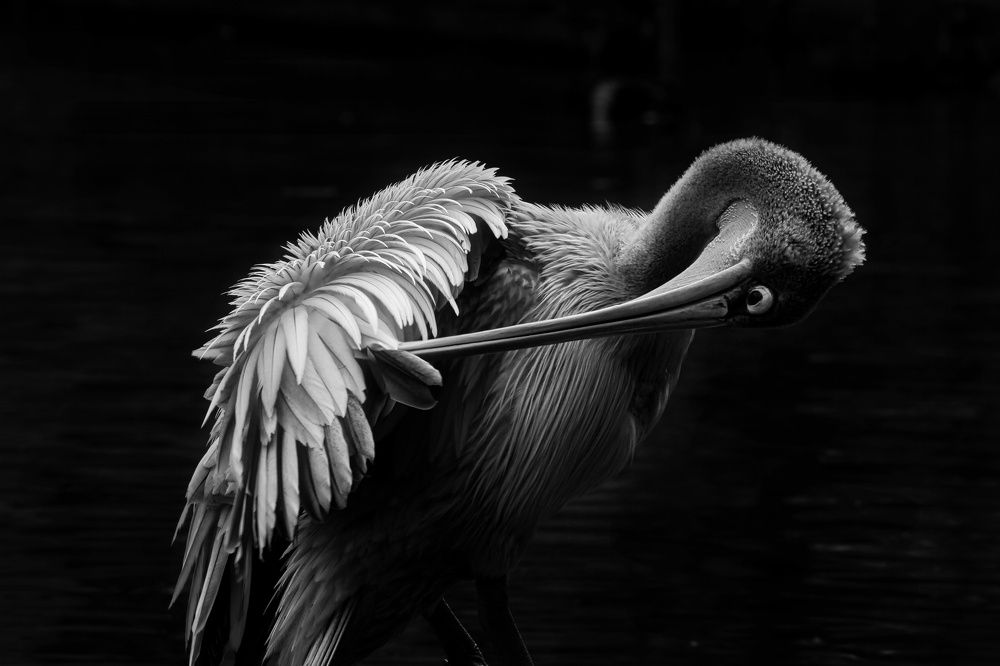 Photograph by Micheal Cs.goh