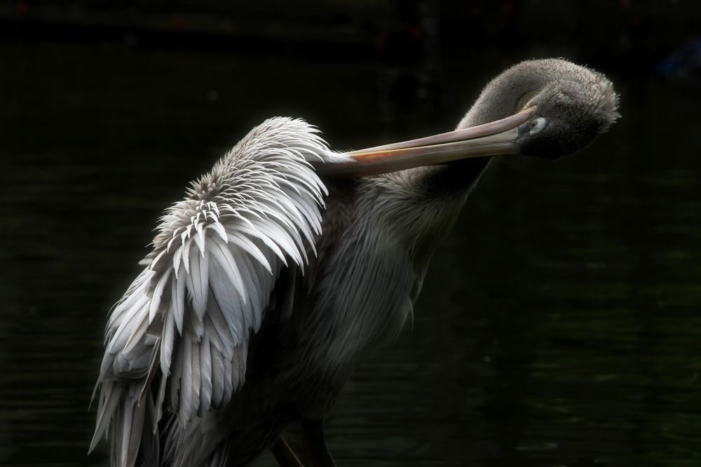 Photograph by Micheal Cs.goh
