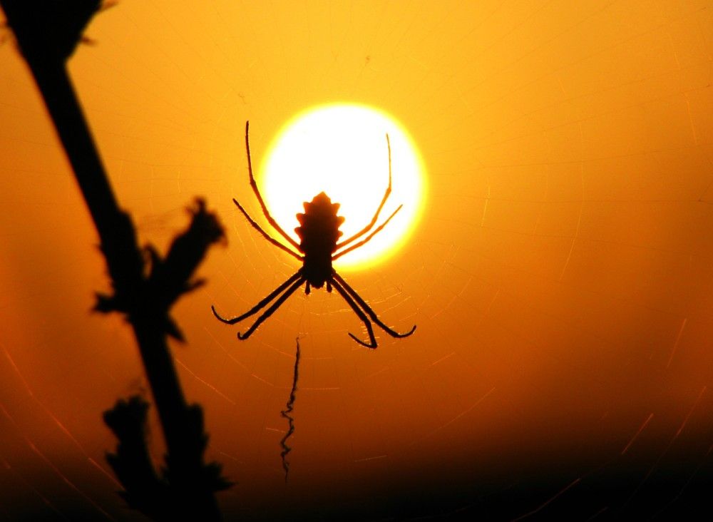 Фотография автора Hamidreza Abadeh