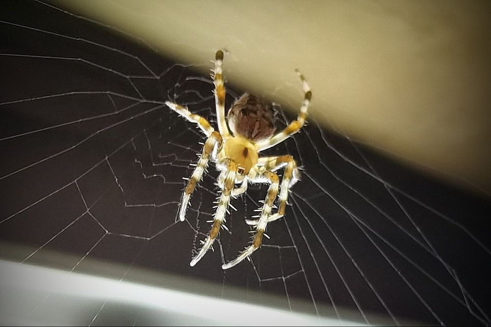 Фотография автора Анатолий Дауров