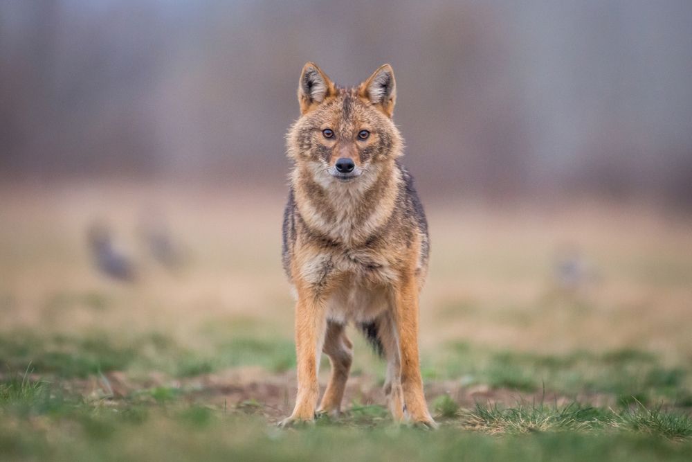 The golden jackal