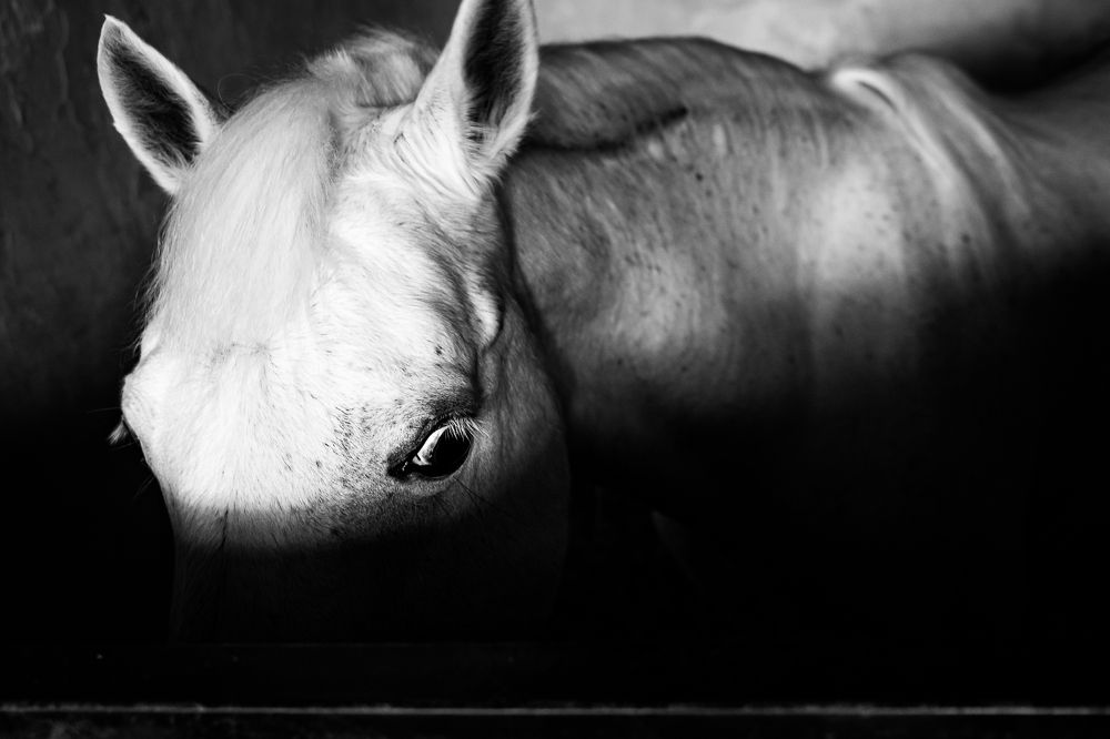 Photograph by SHAJI CHANDRAN