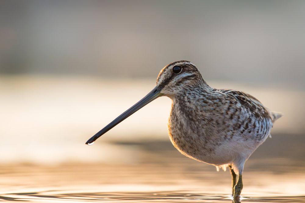 Photograph by Slavisa Tomanovic