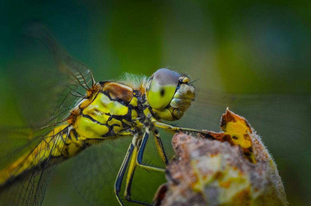 Photograph by Олеся zme