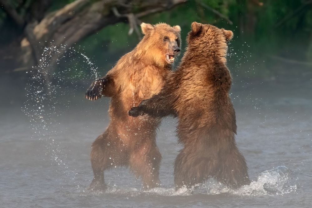 Это моя добыча!